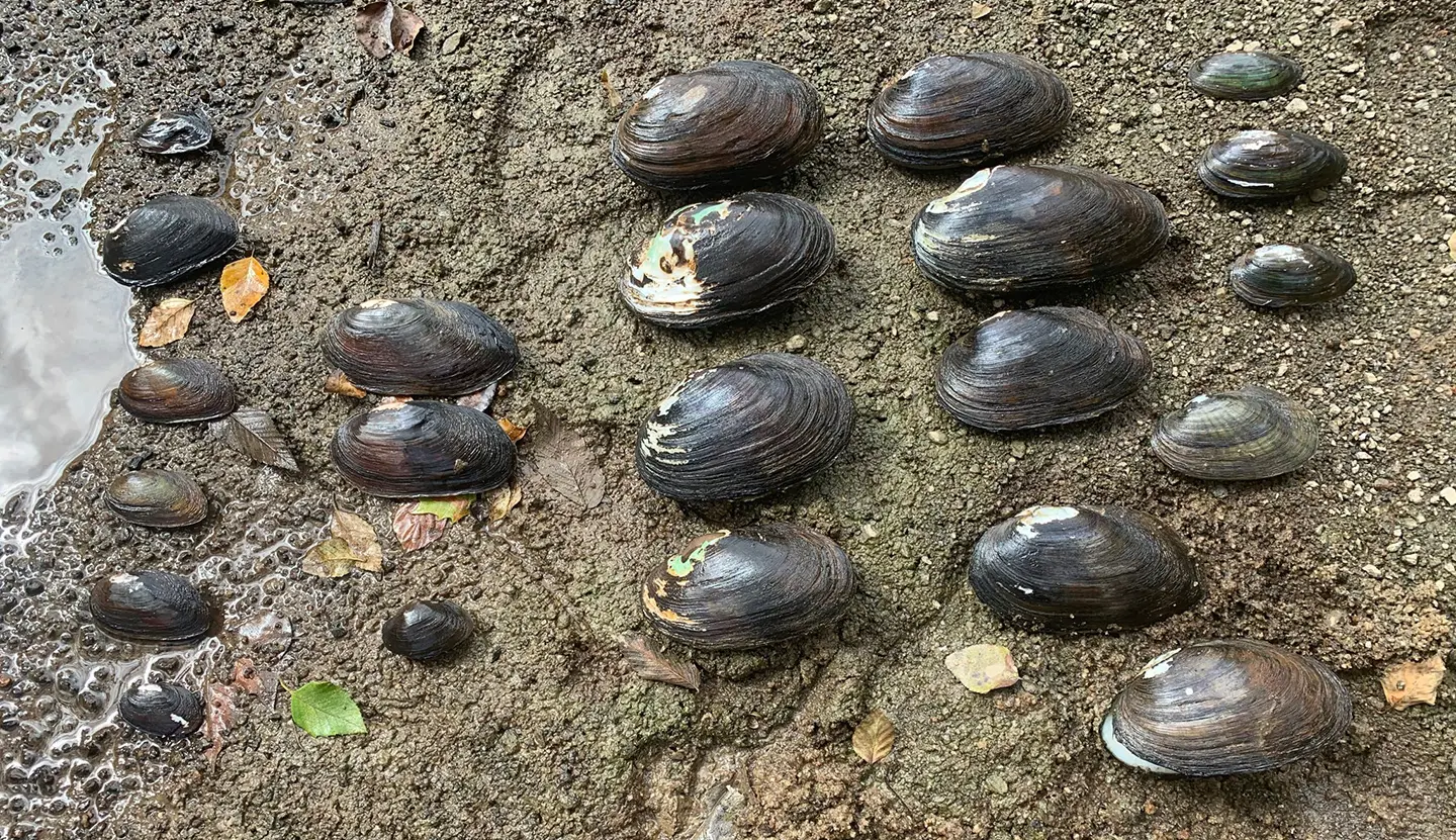 Freshwater mussels are excellent indicators of water quality and can be difficult to identify.  This picture shows five species of mussels found in North Carolina.